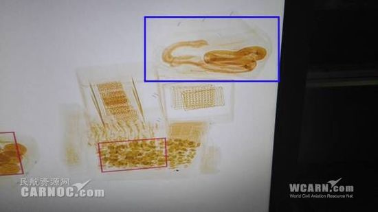 機場安檢查出眼鏡蛇 從快遞麻袋中豎起(圖)